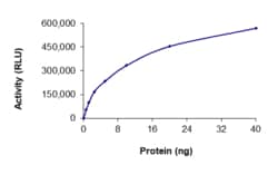 Sino Biological&nbsp;Recombinant Human RET Protein (G810R, GST Tag), Active